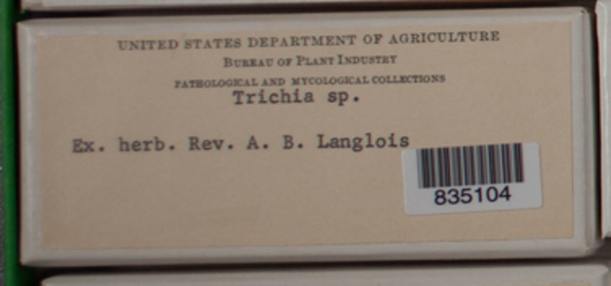 Trichiaceae image